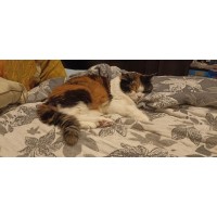 Александра Артамошкина