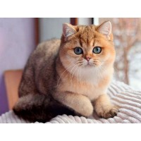 Алексей Юсупов