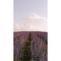 Алексей Моисеев