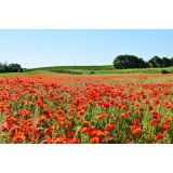 Алёна Короткевич