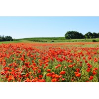 Алёна Короткевич