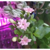 Дарья Кащеева