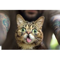 Дмитрий Лутфуллин