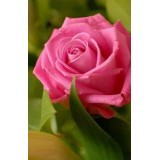 Екатерина Войтович