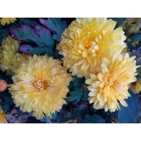 Людмила Шпек