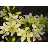 Мария Макарова