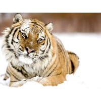 Милена Гумарова