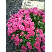 Наталья Карайван