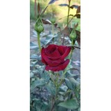 Наталья Лобазина