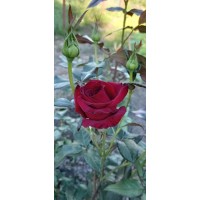 Наталья Лобазина