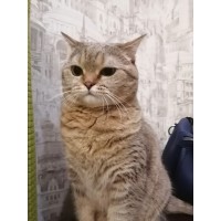 Полина Дорохина