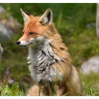 Сергей Царегородцев