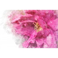 Софья Колбина